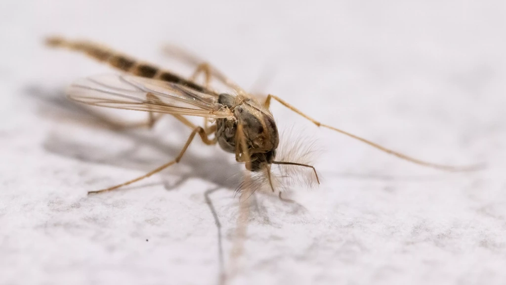 West Nile virus outbreak in the Netherlands: 9 deaths, 56 cases as RIVM says peak has passed