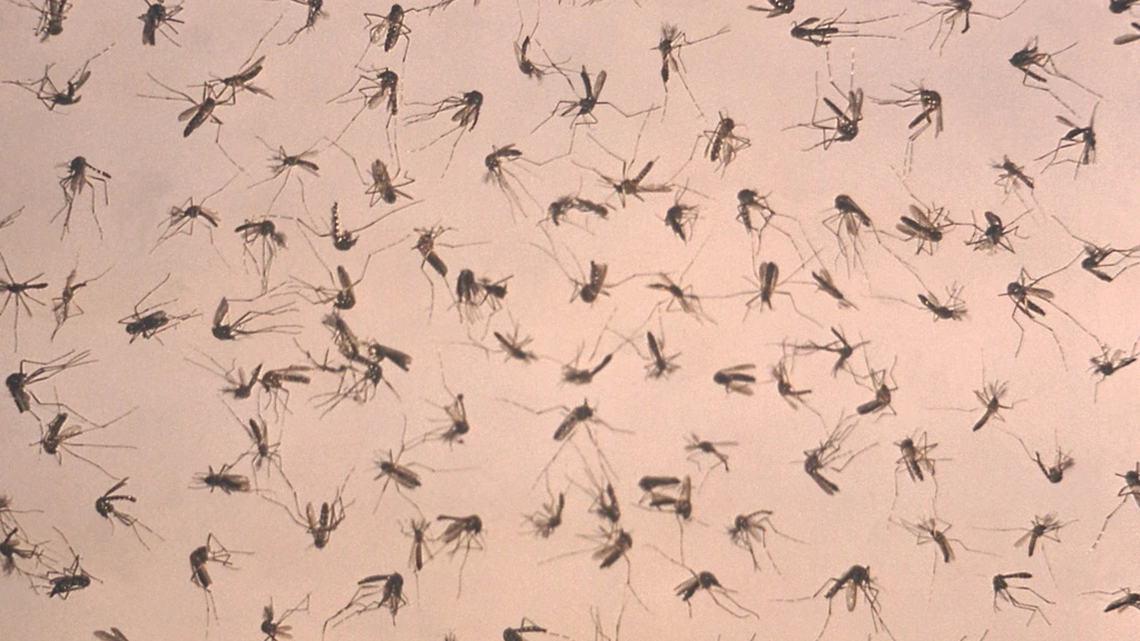 West Nile Virus in the Netherlands: 9 Cases, 1 Death in 2026 – What Expats Need to Know